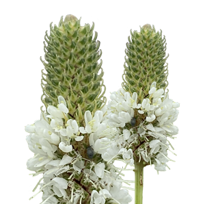 Banner Flower