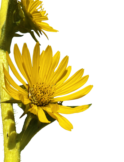 Decorative sunflower