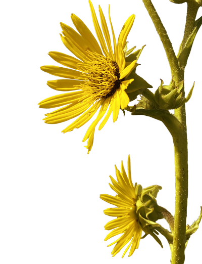 Decorative sunflower